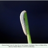 chazara briseis larva2